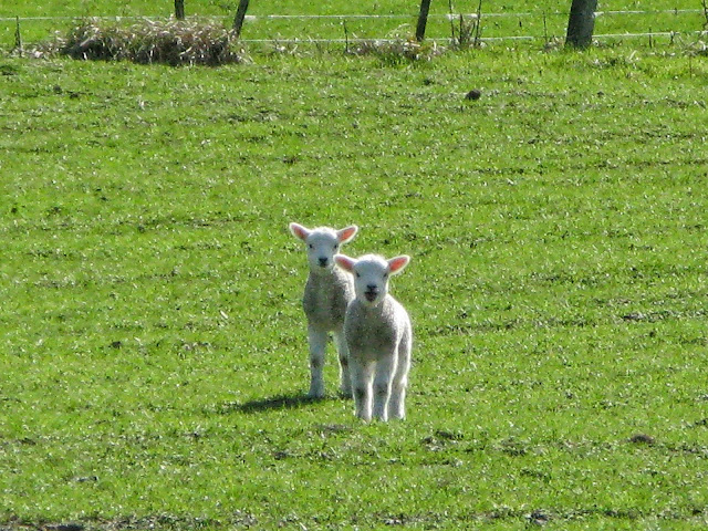 ovejas Nueva Zelanda