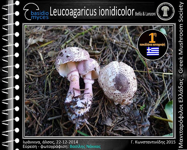 Leucoagaricus ionidicolor Bellù & Lanzoni