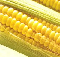 contoh gambar jagung