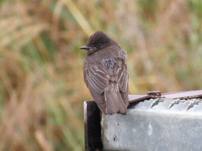 Black Phoebe