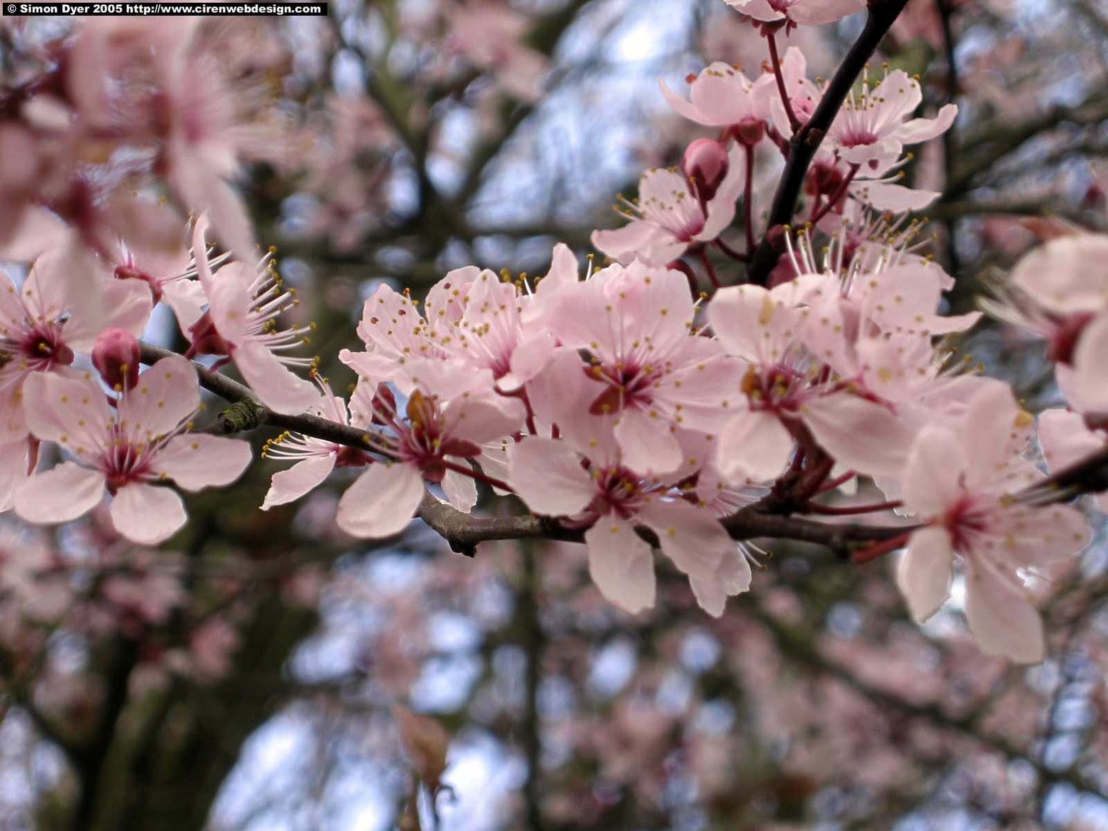 Wallpapers, Amazing Wallpapers, 3D Wallpaper: Natural Cherry Blossom ...