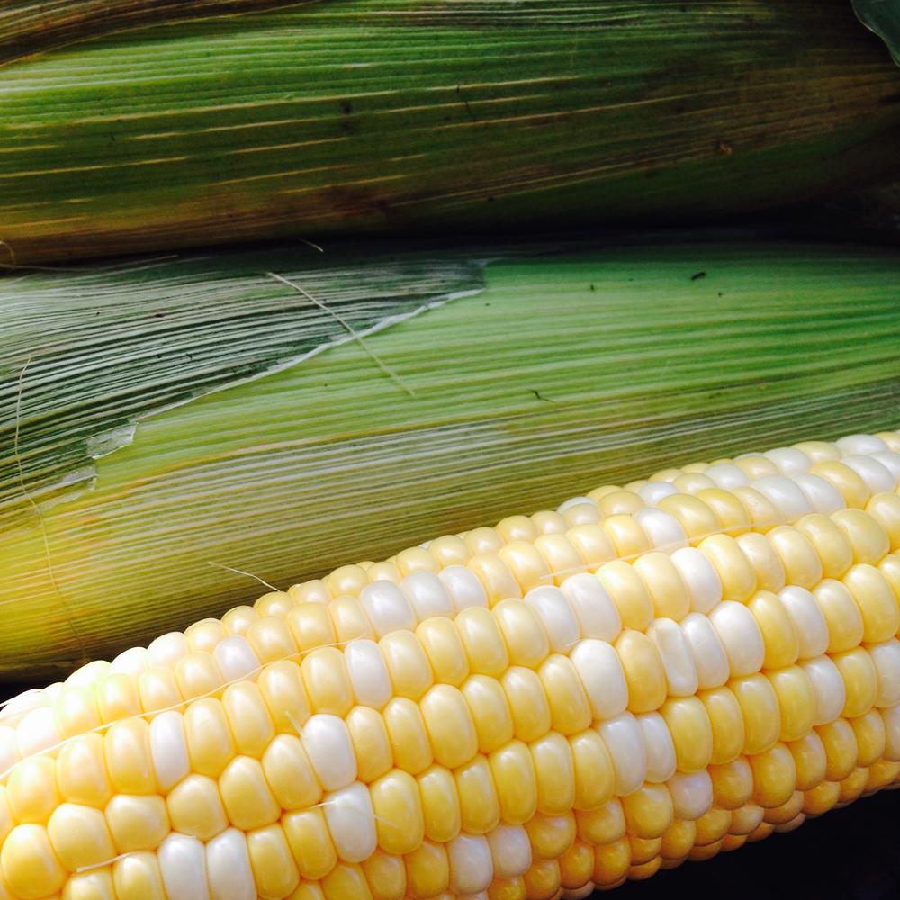 Summer Ears Gone By Nibble Sip