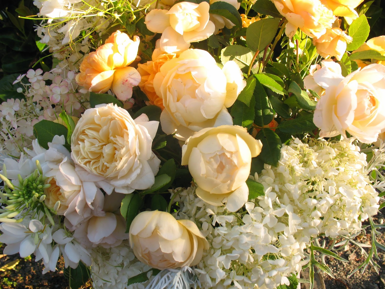 Roses du jardin Chêneland Roses anglaises en bouquet