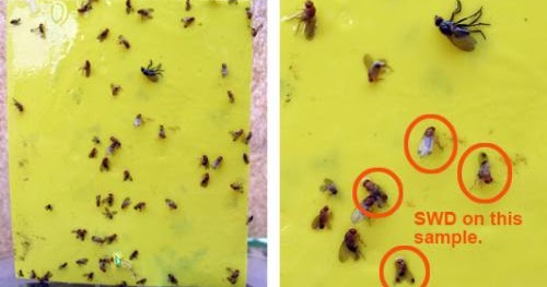 best fungus gnat trap