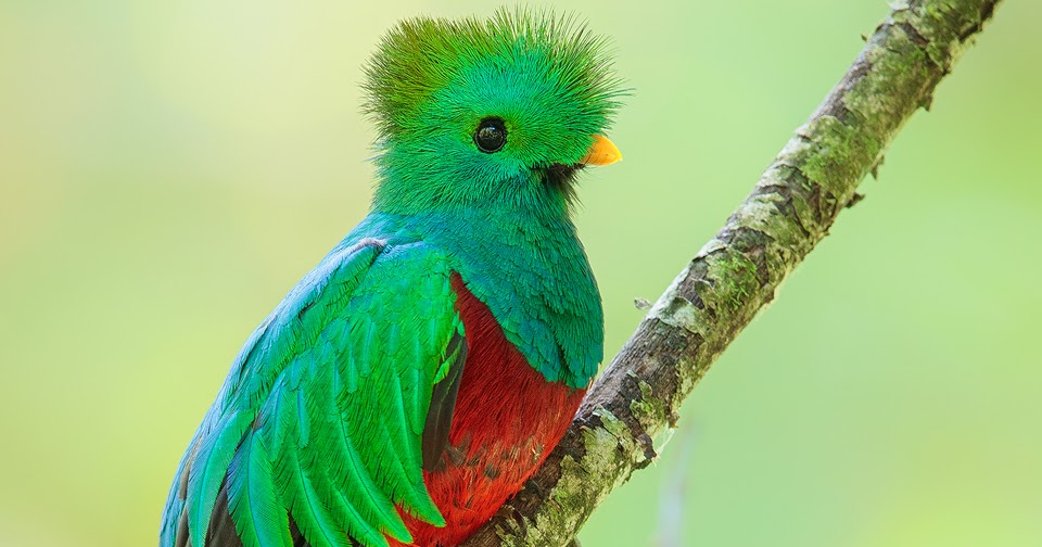 Panama Birds & Wildlife Photos' Blog