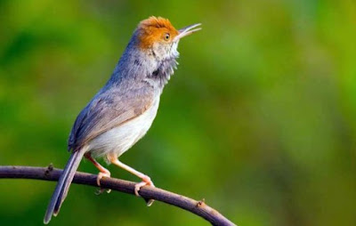 Download Lengkap Suara Burung Prenjak Pikatan