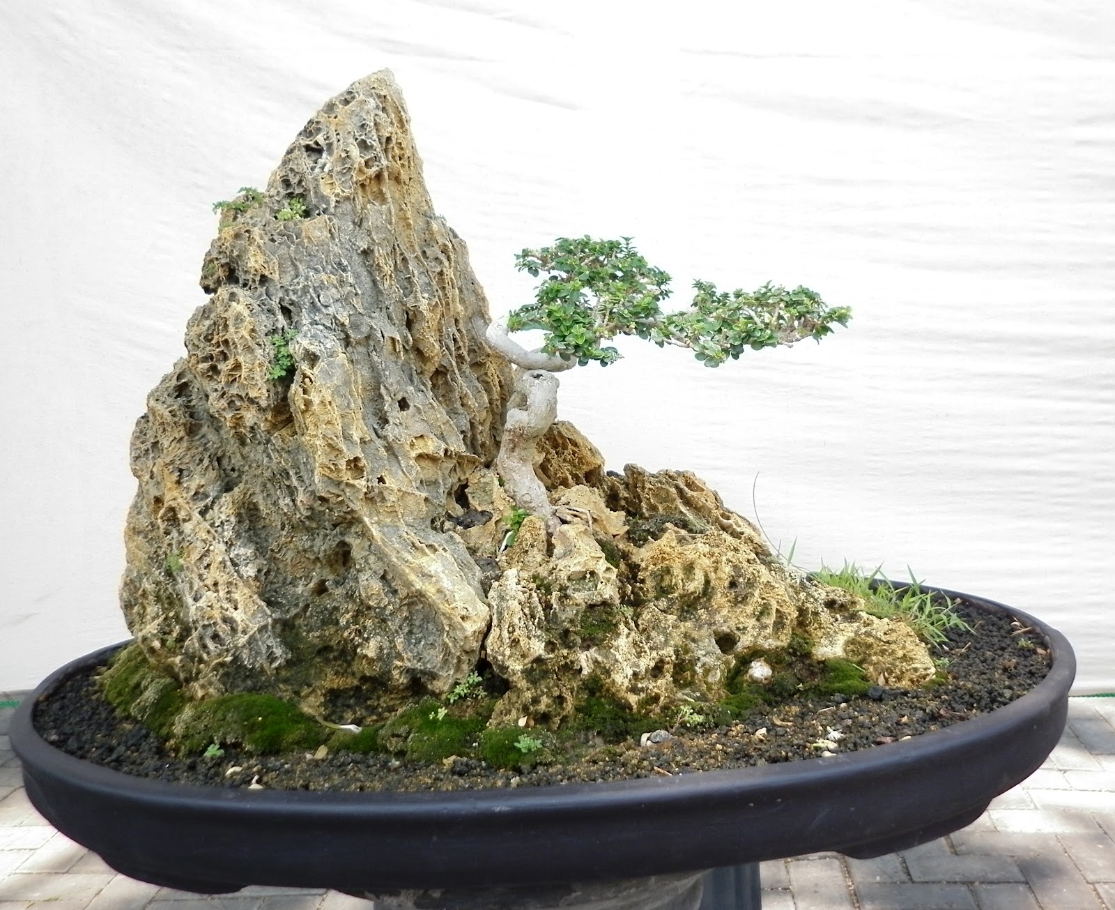 Bonsai Di Atas Batu 02 | Bonsai Tuban
