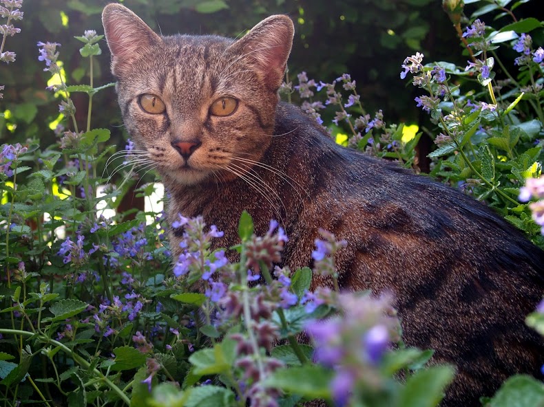 Aus dem Lameng Katzen im Garten