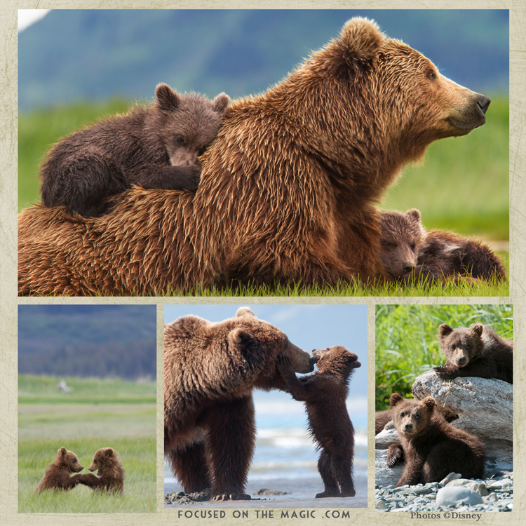 Disneynature Bears Movie Review + Activity Sheets [DVD/Bluray