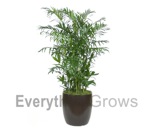 Cannundrums Desert Wishbone Bush