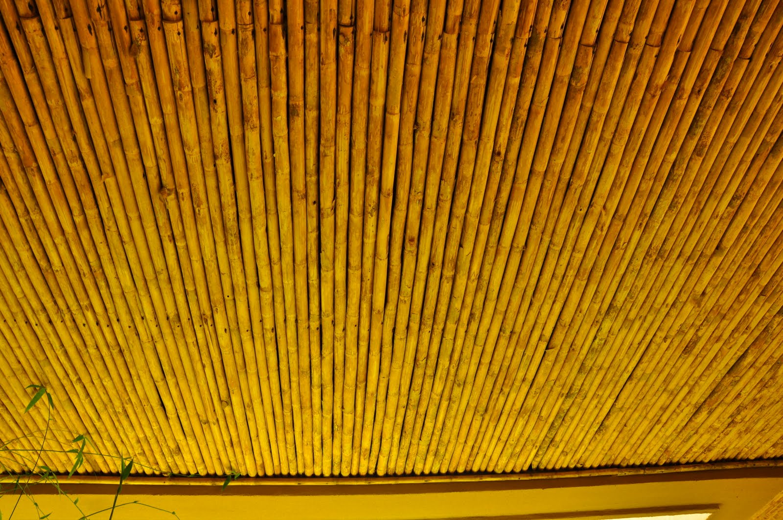 Tamarindo, Costa Rica Daily Photo: Bamboo ceiling