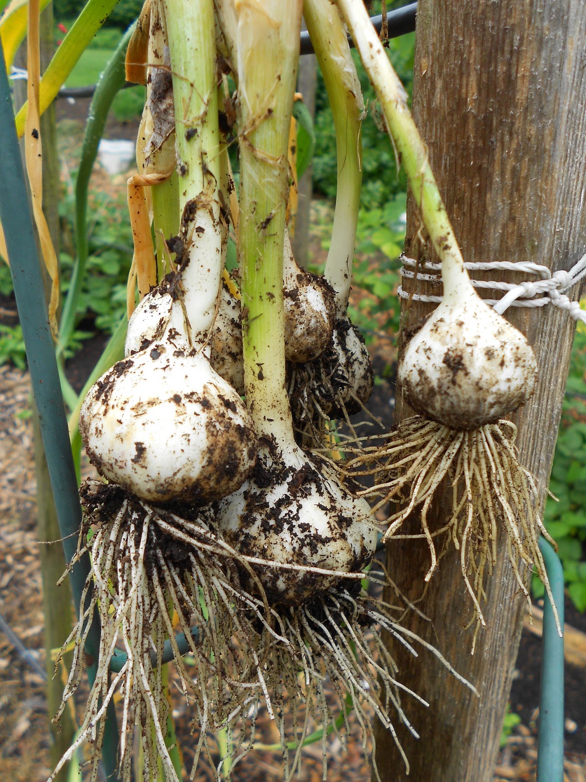 From Seed to Scrumptious Early Garlic Harvest