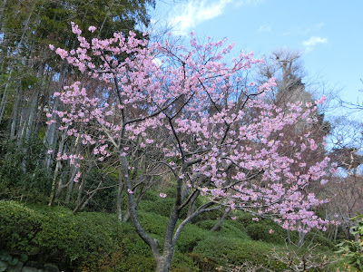 長谷寺の河津桜