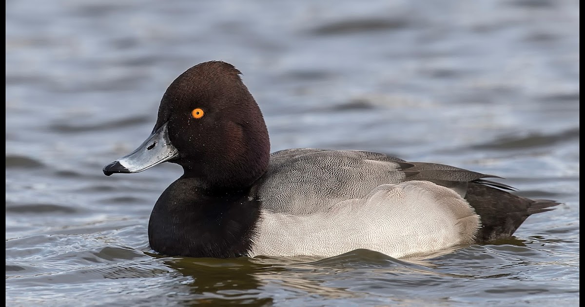 Bird Hybrids: Common Pochard x Tufted Duck