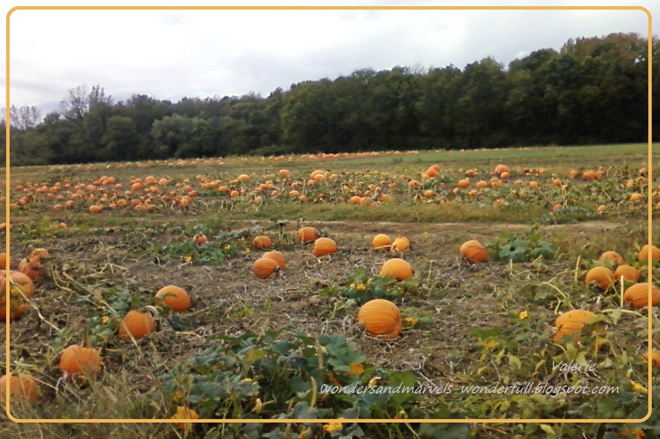 wonderFULL Visit to the Pumpkin Farm