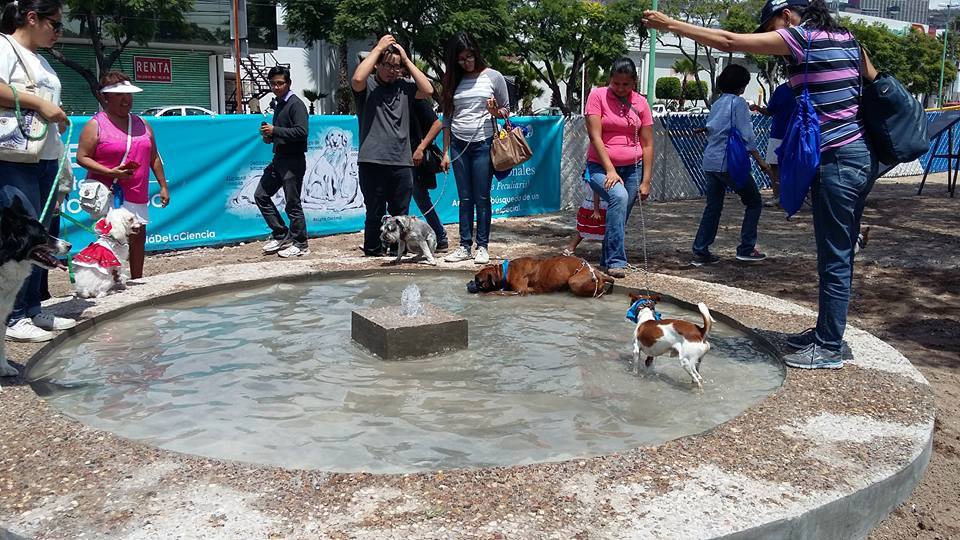 Inauguran En Querétaro Nuevo Parque Para Perros Mundo Feliz
