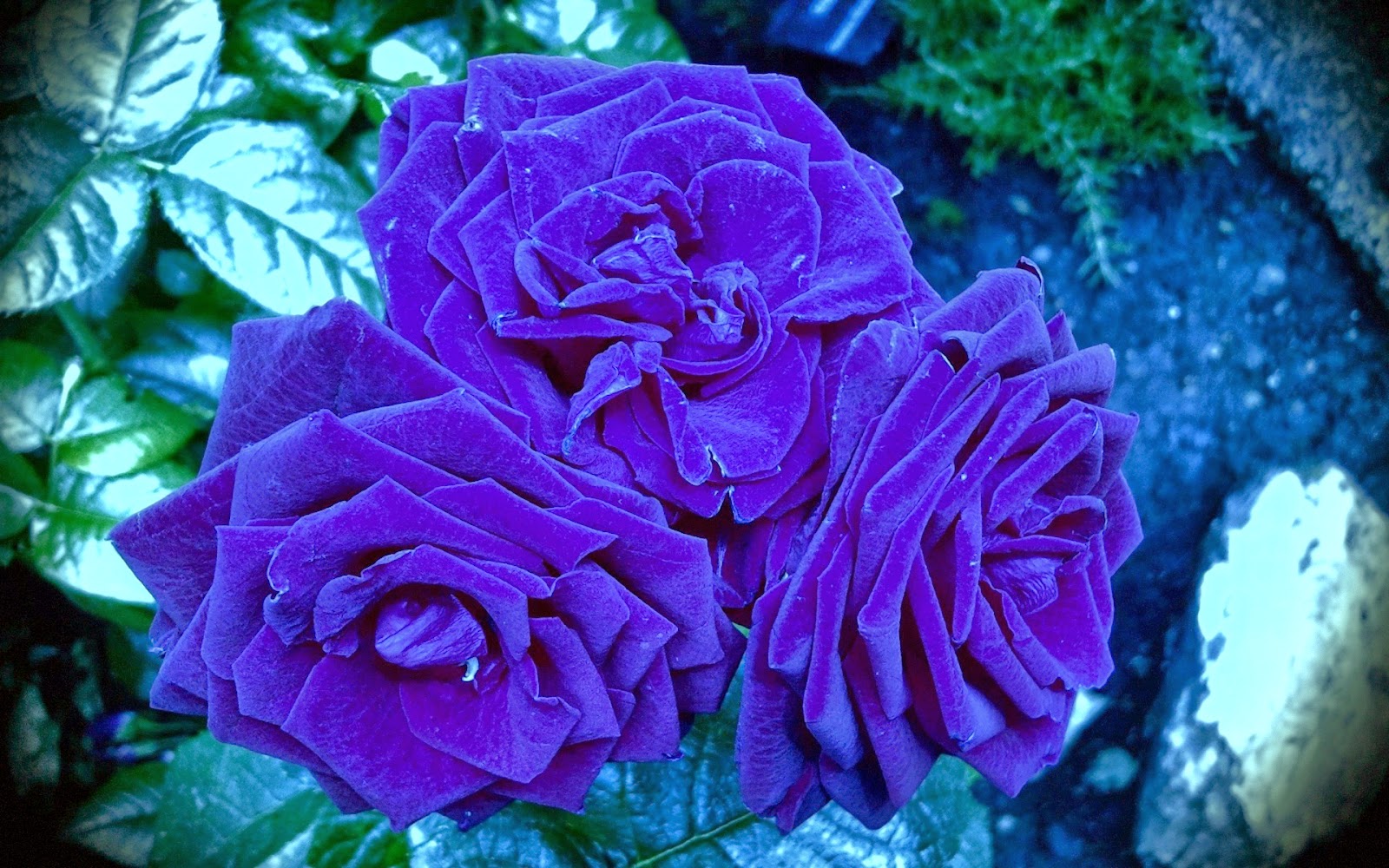 flowers,pictures,wallpapers latest various beautiful hd flowers in mix