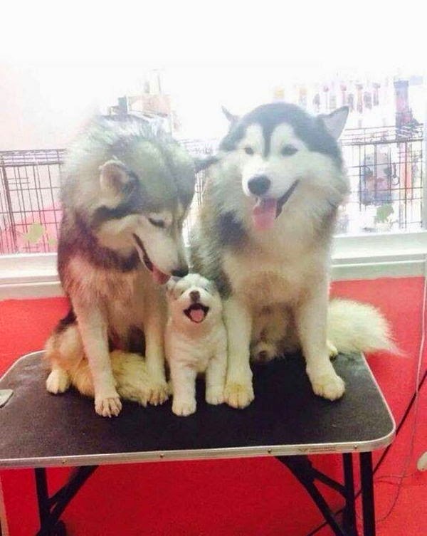 Cute dogs - part 38 (50 pics), funny dog pictures