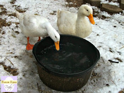 chickens water winter keep freezing ways chicken duck waterer heater easy fresh keeping ducks five eggs daily poultry diy waterers