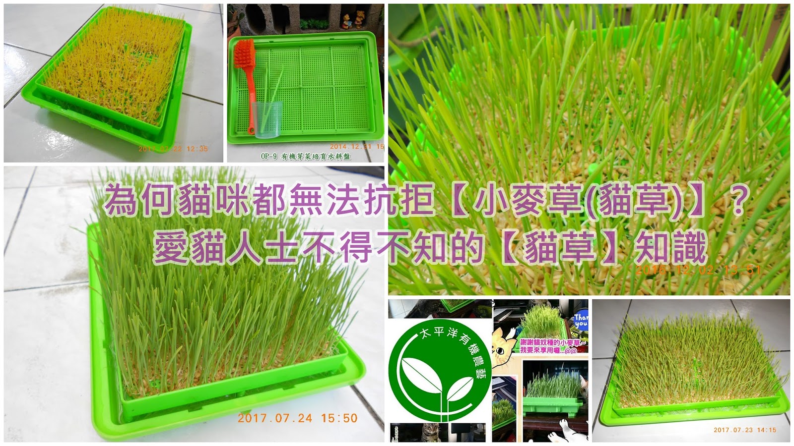 小麥草 貓草 對於貓咪的好處 貓草種植方法 貓草種植方法 太平洋有機農藝 Nidbox親子盒子