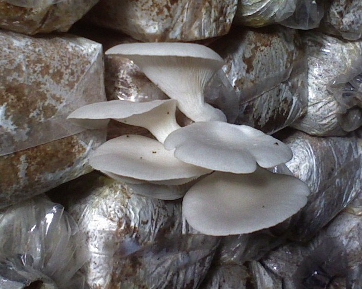 Jessica Revidle Sevenfoldism BUDIDAYA JAMUR TIRAM