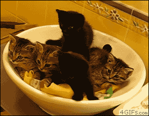 Funny cats - part 111 (40 pics + 10 gifs), cat gif