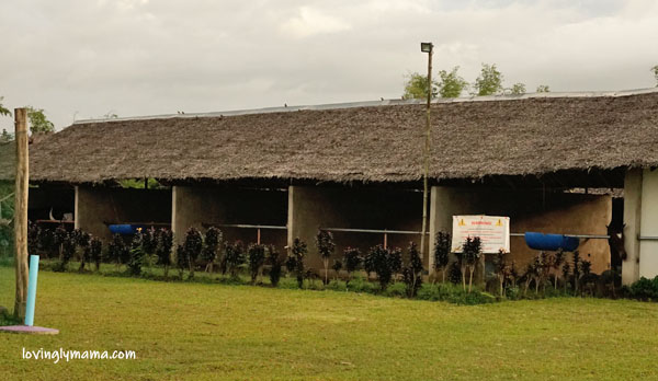 Happy Horse Farms Equestrian Center- Negros Occidental equestrian center - equestrian lessons - horse riding lessons - Talisay City - homeschooling - riding lessons for girls - Bacolod blogger - Bacolod mommy blogger - travel blogger - riding school