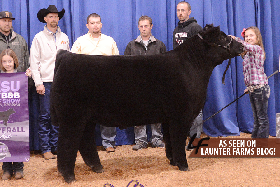 Lautner Farms Updated Pictures Kansas State AGR Steers