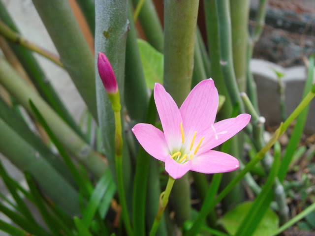  Bunga Lily Hujan Pink (Zepyranthes rosea) 