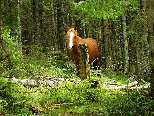 Koń.