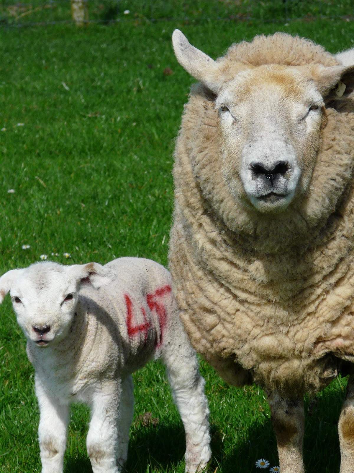 Care of New Born Lamb