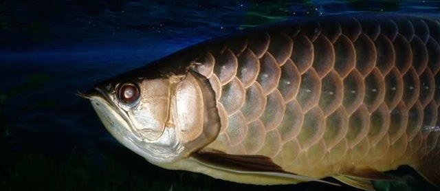 Gambar Ikan Arwana Irian yang Cantik dan Harga Mahal