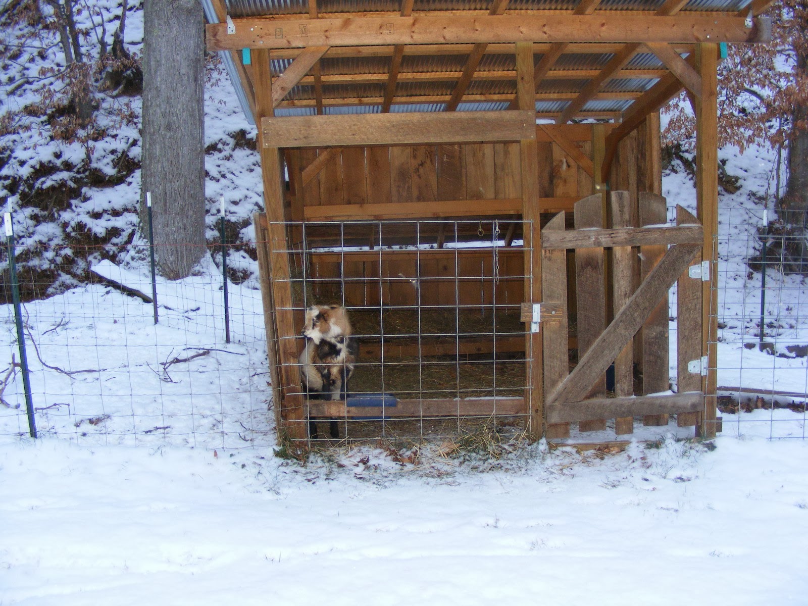 Intermittent Farm Report Keeping Goats Warm