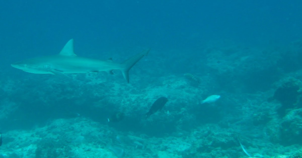 Midway Atoll Coral Reef Research: Sharks, Feathers, Batfish and Jack