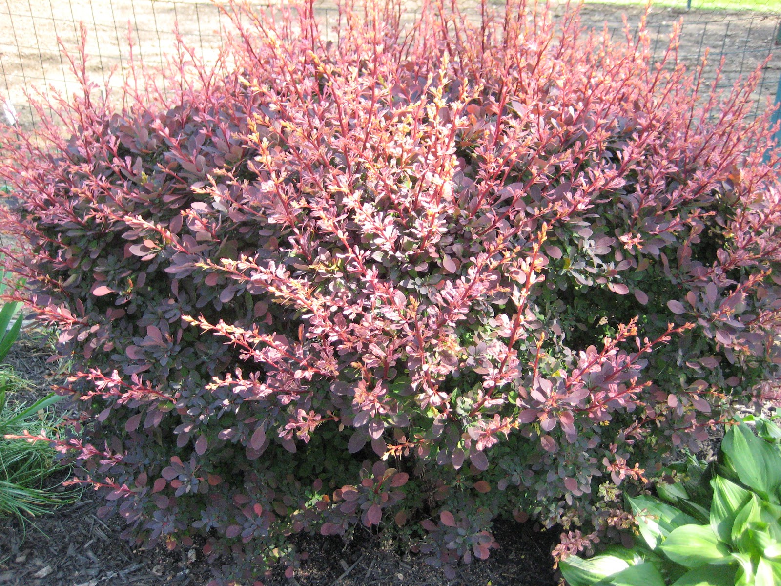 Mining in the Morning: Burning Bush