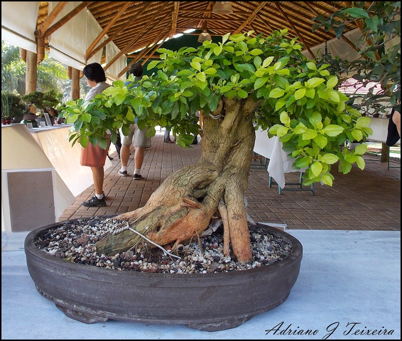 Mundo das Plantas Bonsai