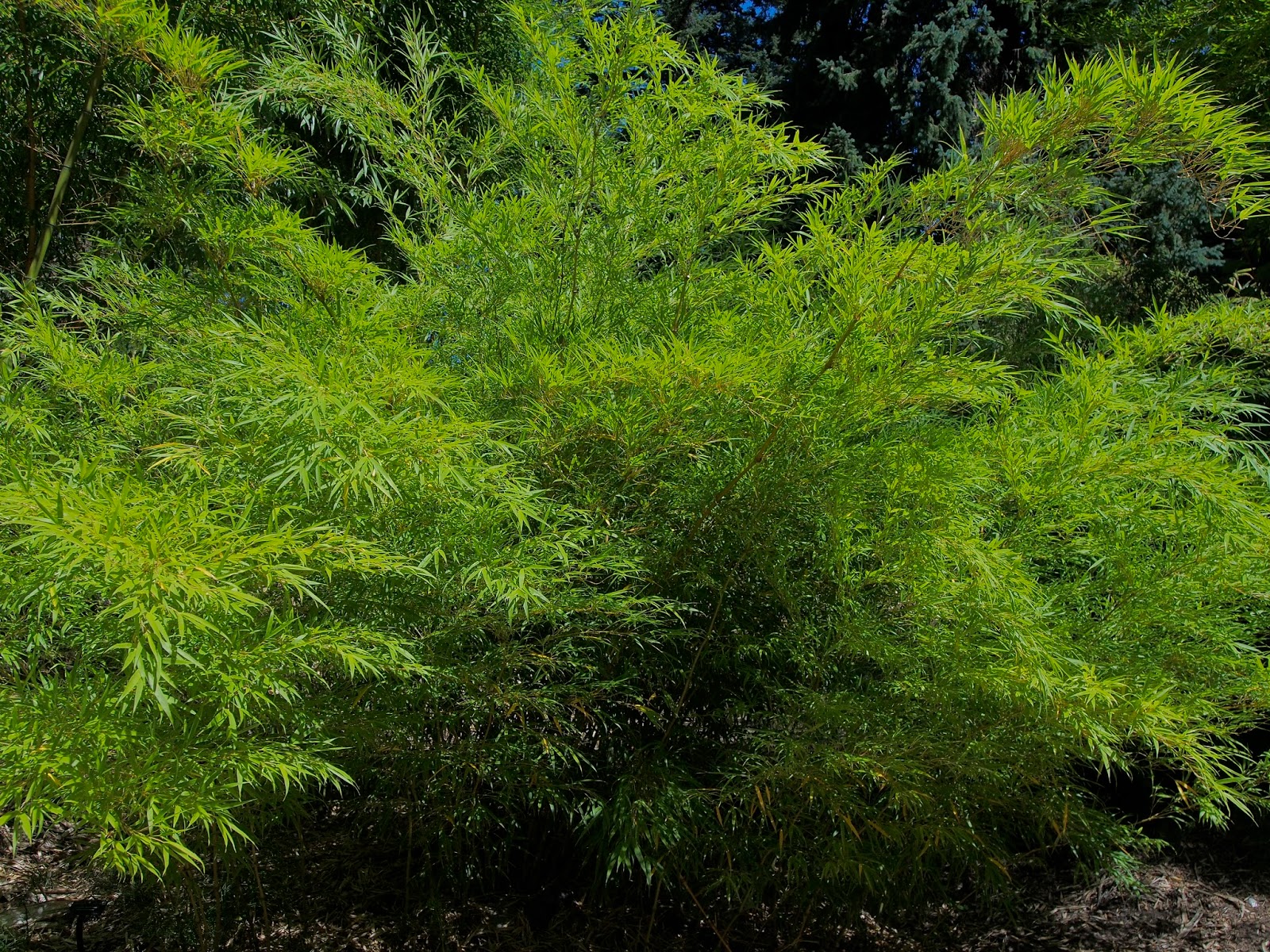 Bamboo at the Hoyt Arboretum