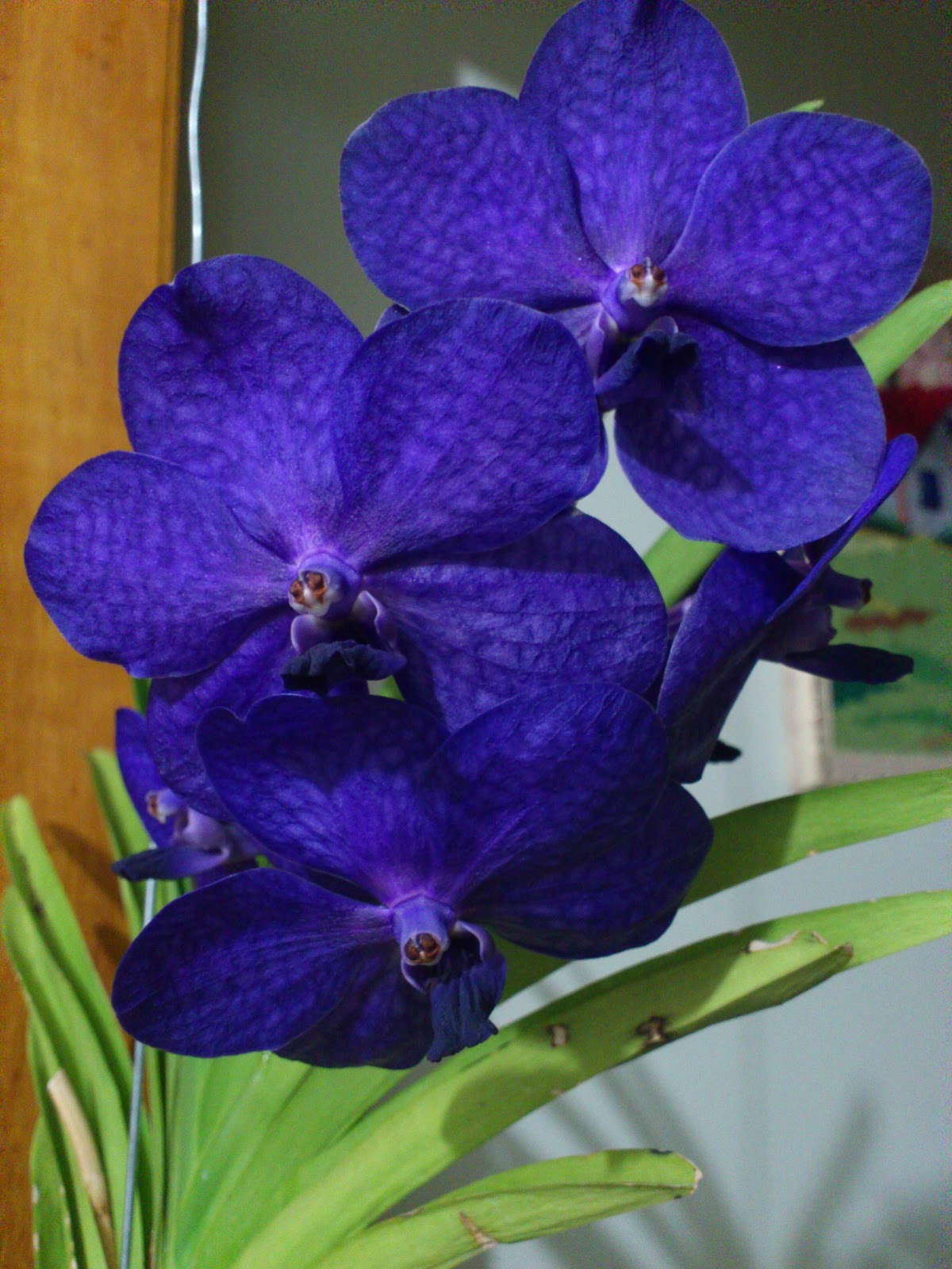 ORQUÍDEAS E FLORES DO MEU JARDIM: Cuidados básicos com a orquídea Vanda