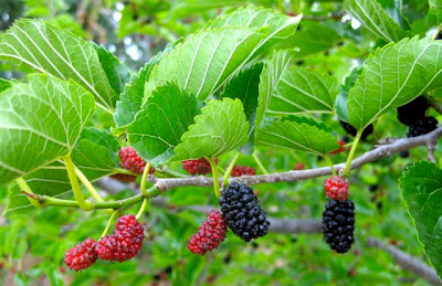 Temperate Climate Permaculture: Permaculture Plants: Mulberry