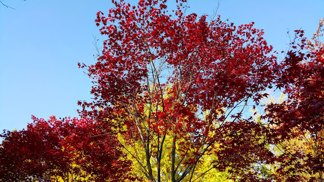 Reds in Nature