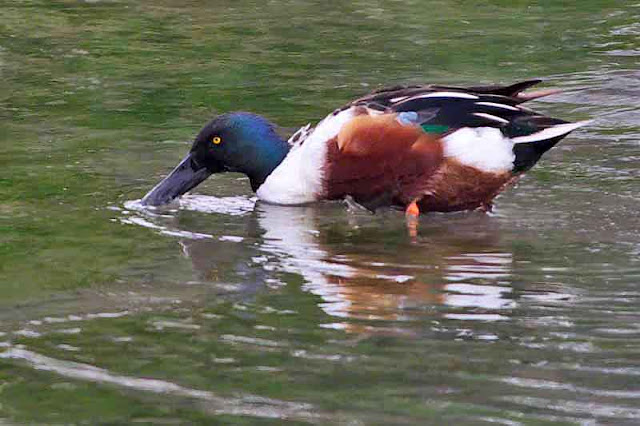 A migratory duck visiting Okinawa