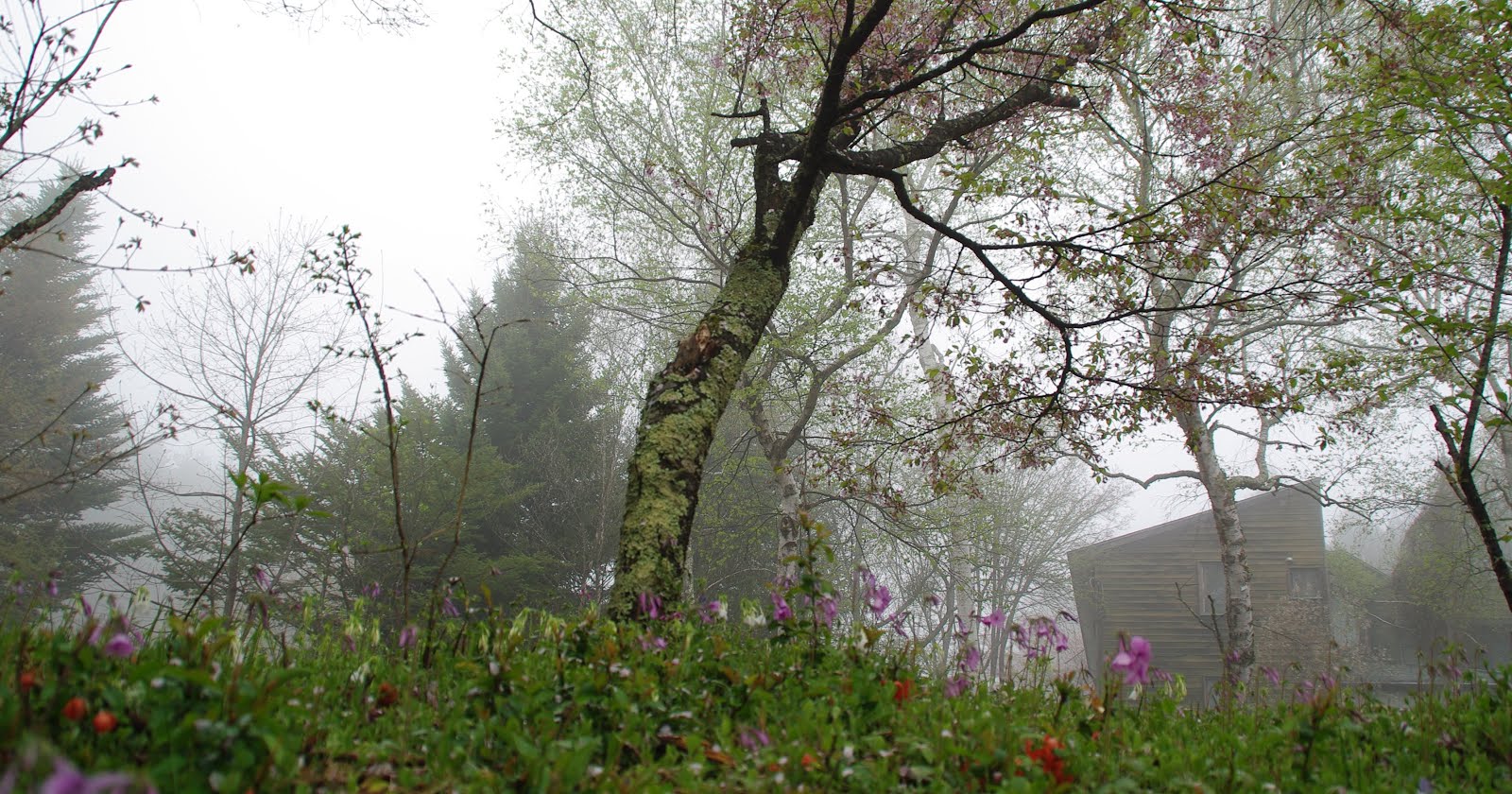 霧の中で咲く早春の花