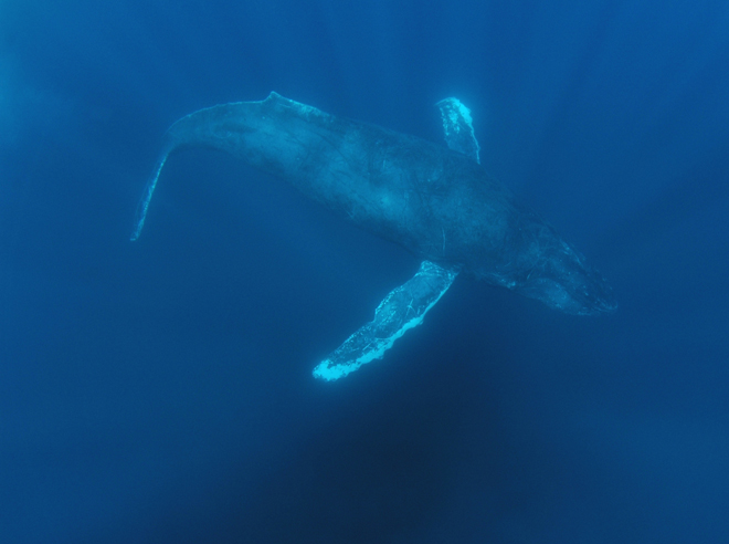 şarkı söyleyen kambur balina