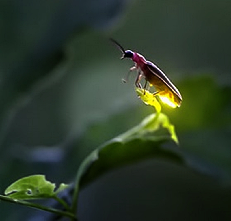 2 Binatang Terseram Yang Berhubungan Dengan Kematian Terseram 2 Binatang Terseram Yang Berhubungan Dengan Kematian Terseram