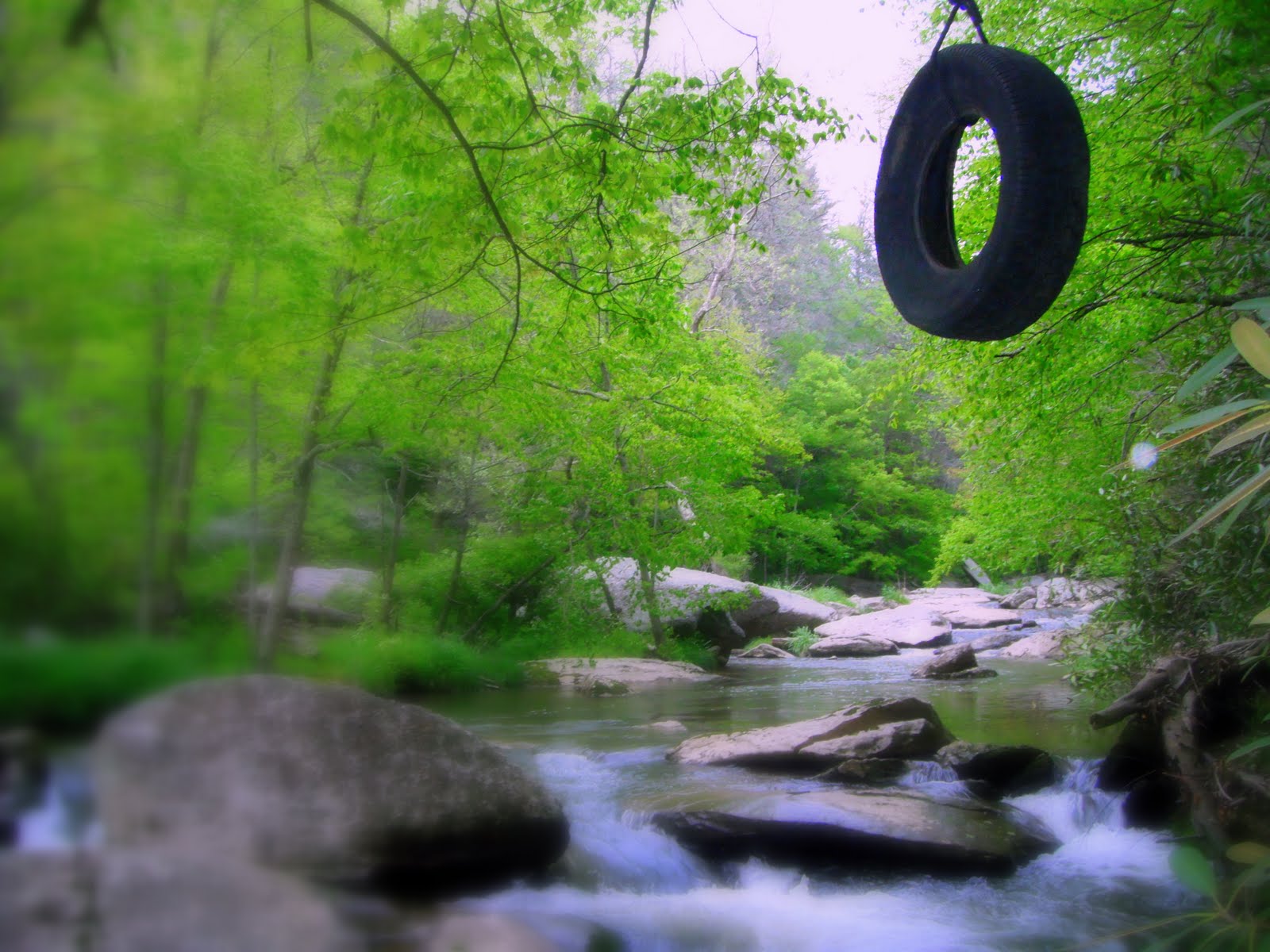 Traveling Guides Fish Hounds Elk River, North Carolina