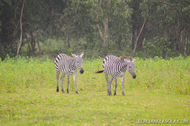 Coron | Calauit Safari Park & Pamalican Island (Natural Arts Travel and Tour) Palawan