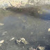 Fishes die in Divjaka due olive oil remains after processing casted in water