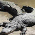 8 Fakta Menarik Tentang Alligator