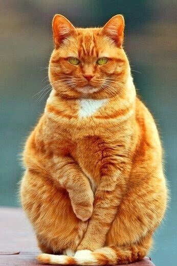 Kucing Persia VS Kucing Garfield, Harga dan Popularitasnya Setara