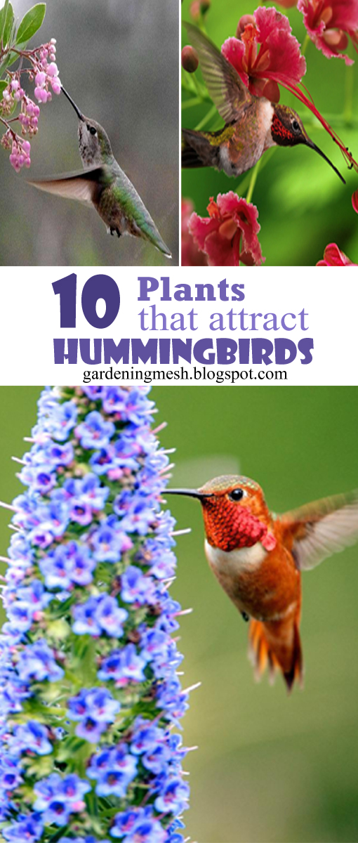 10 Plants That Attract Hummingbirds